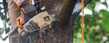 Tree and Shrub Care in Adair Village, OR