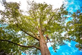 How Our Tree Care Process Works  in  Adair Village, OR