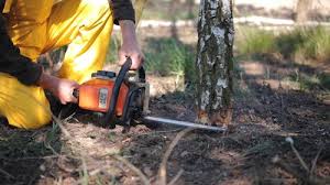 Best Hazardous Tree Removal  in Adair Village, OR