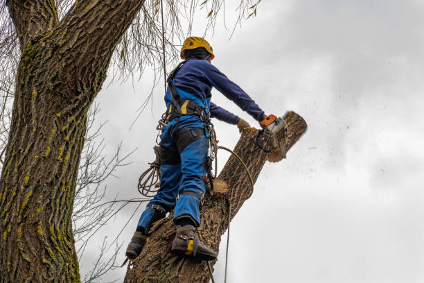 Best Emergency Tree Removal  in Adair Village, OR