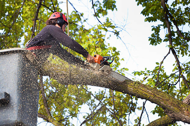 Reliable Adair Village, OR Tree Services Solutions